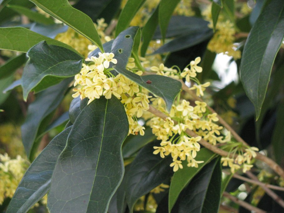 Османтус душистый