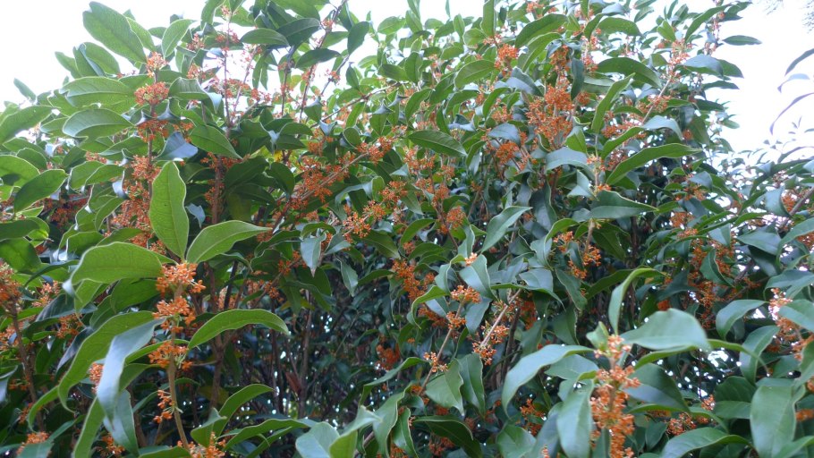 Османтус душистый (Osmanthus fragrans) –