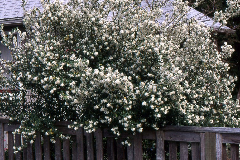 Османтус желтый