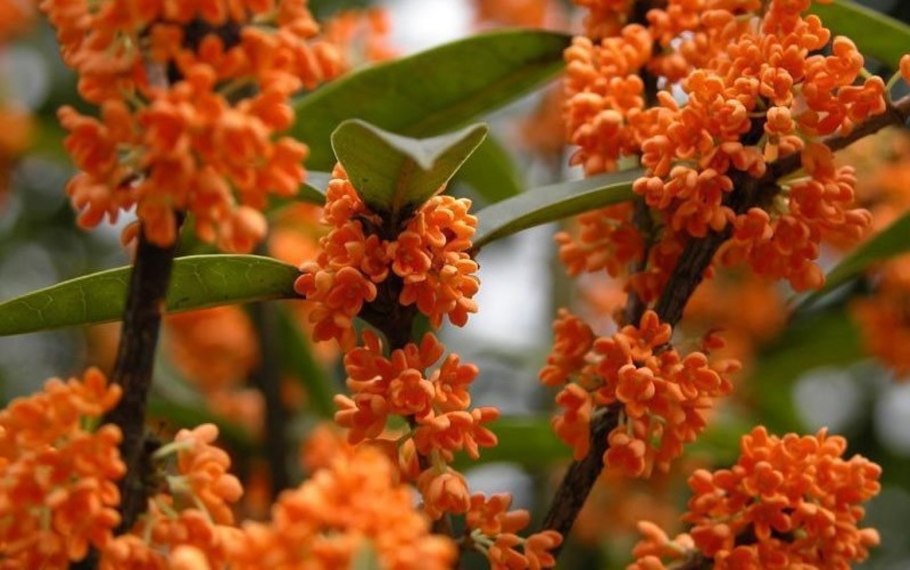 Osmanthus fragrans
