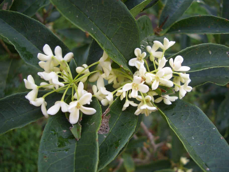 Османтус fragrans