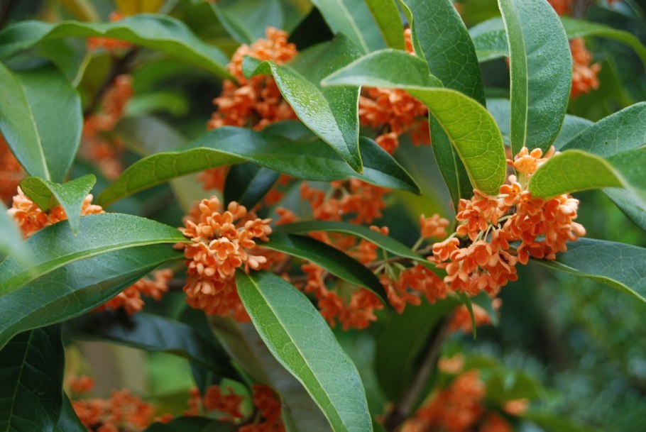 Османтус душистый дерево