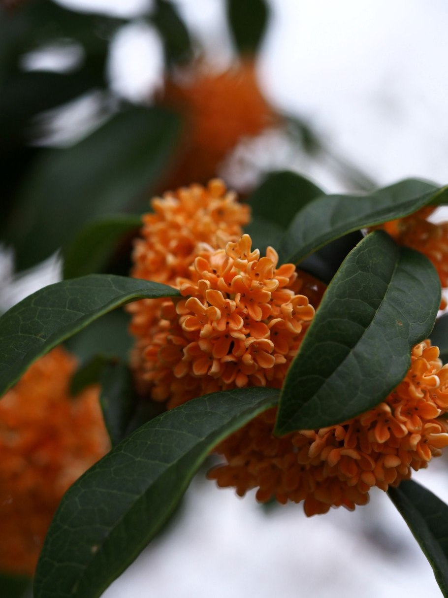 Османтус душистый