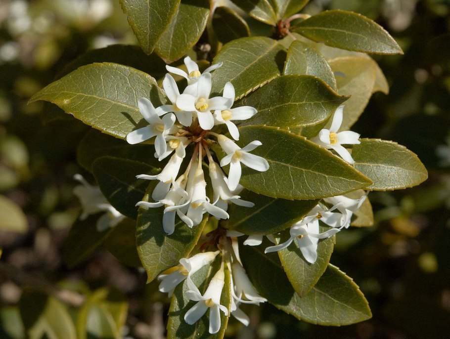 Osmanthus fragrans (османтус)