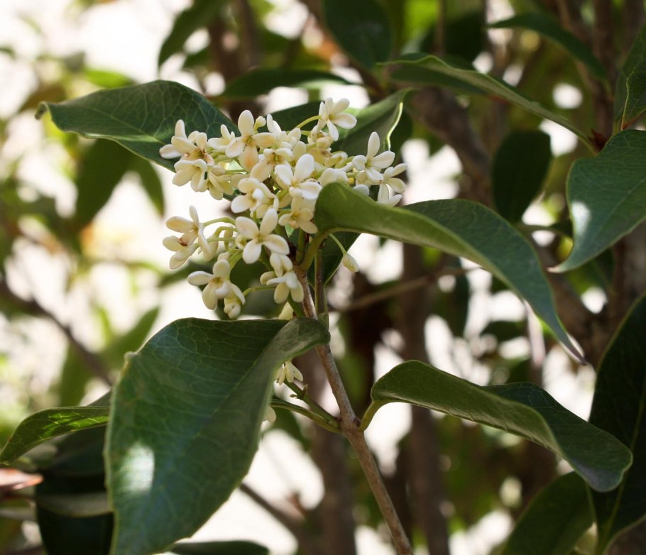 Золотой османтус дерево