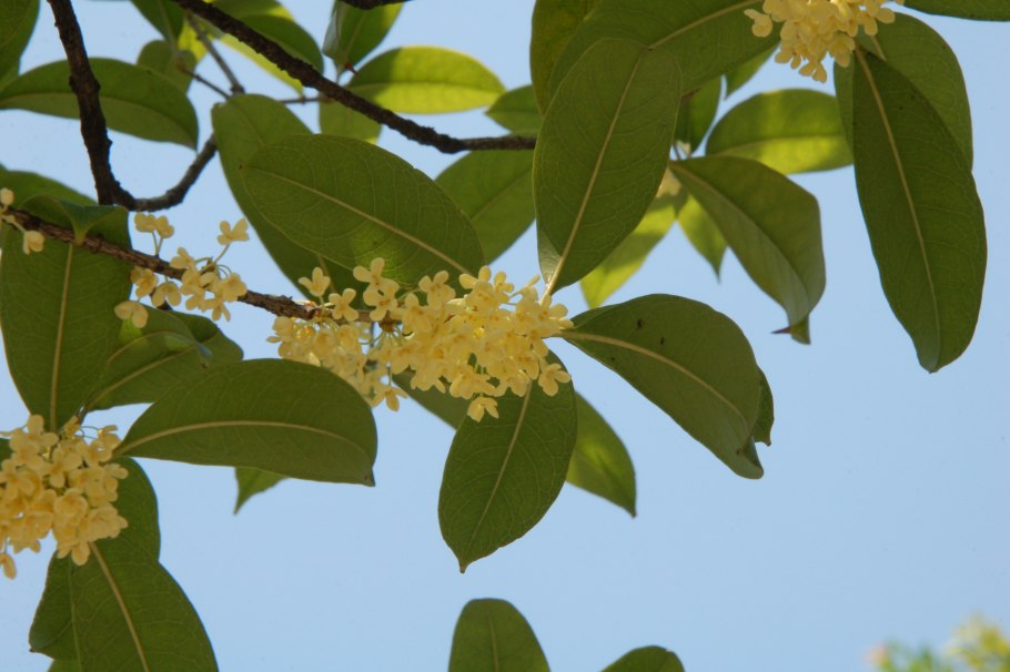 Желтая сирень османтус