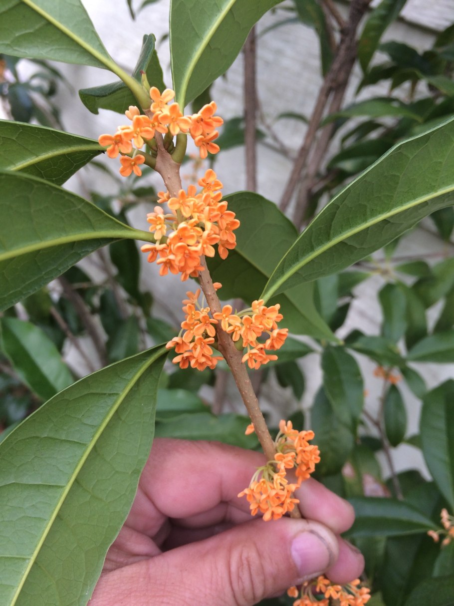 Османтус fragrans