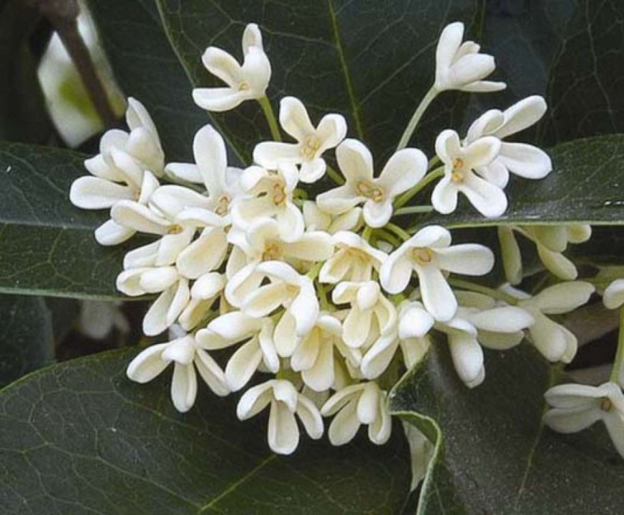 Османтус душистый