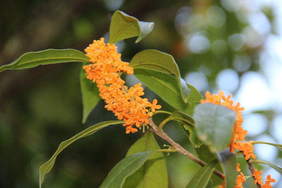 Китайский османтус