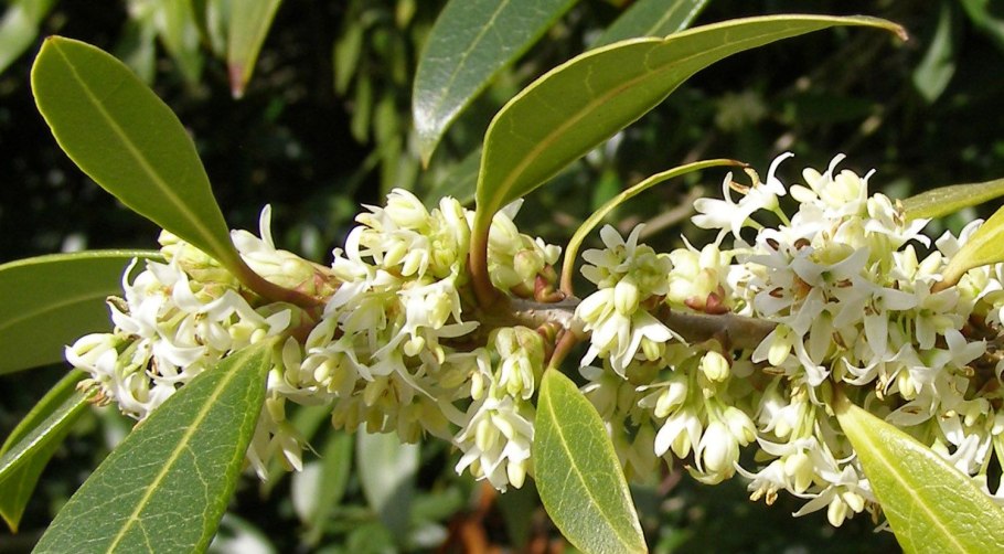 Османтус белоплавничный