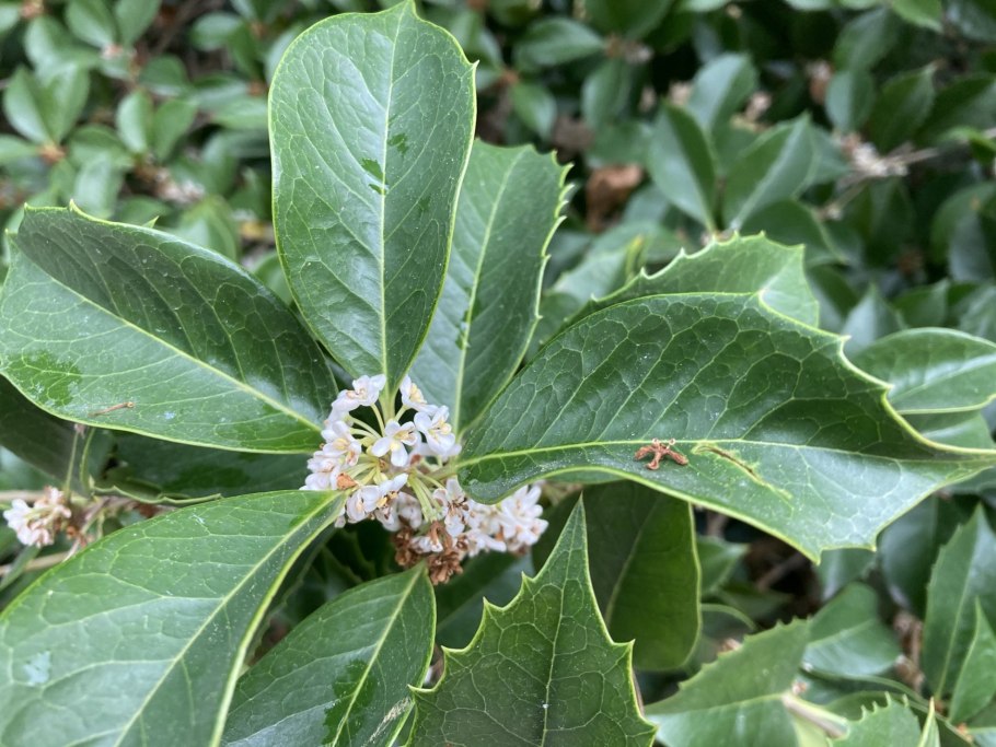 Османтус куст