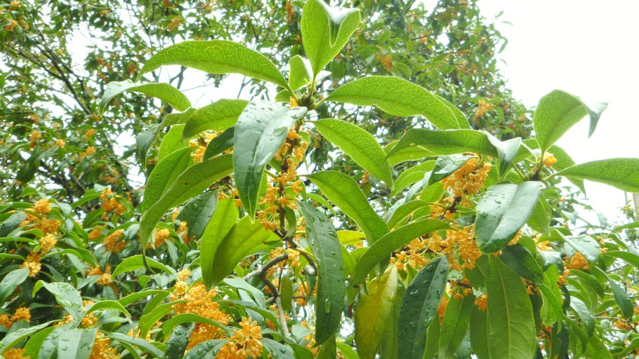 Пахучее дерево