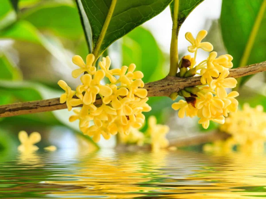 Османтус в Сочи