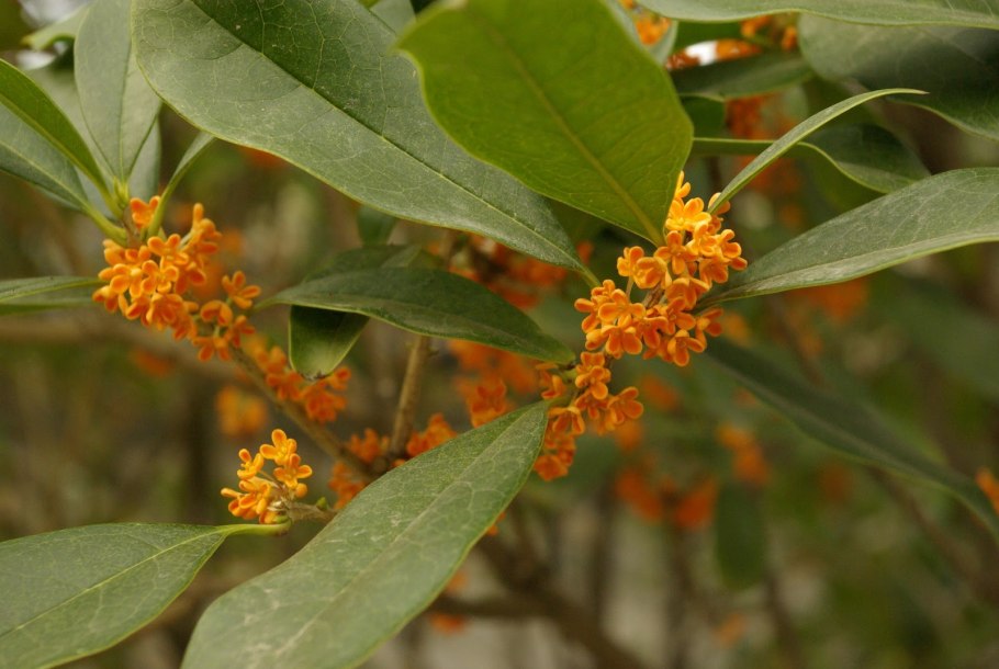 Османтус душистый оранжевый