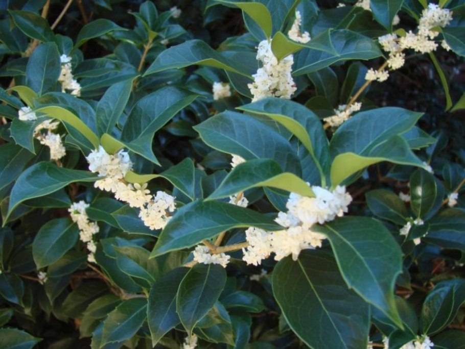 Османтус душистый куст