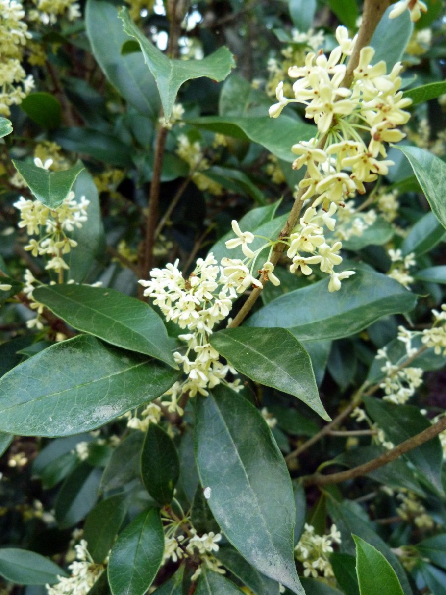 Османтус купить растение