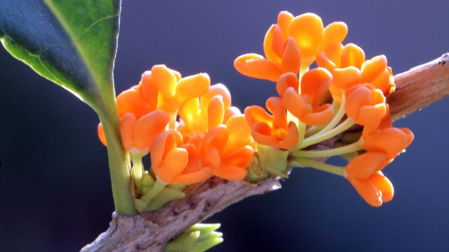 Османтус душистый (Osmanthus fragrans) –