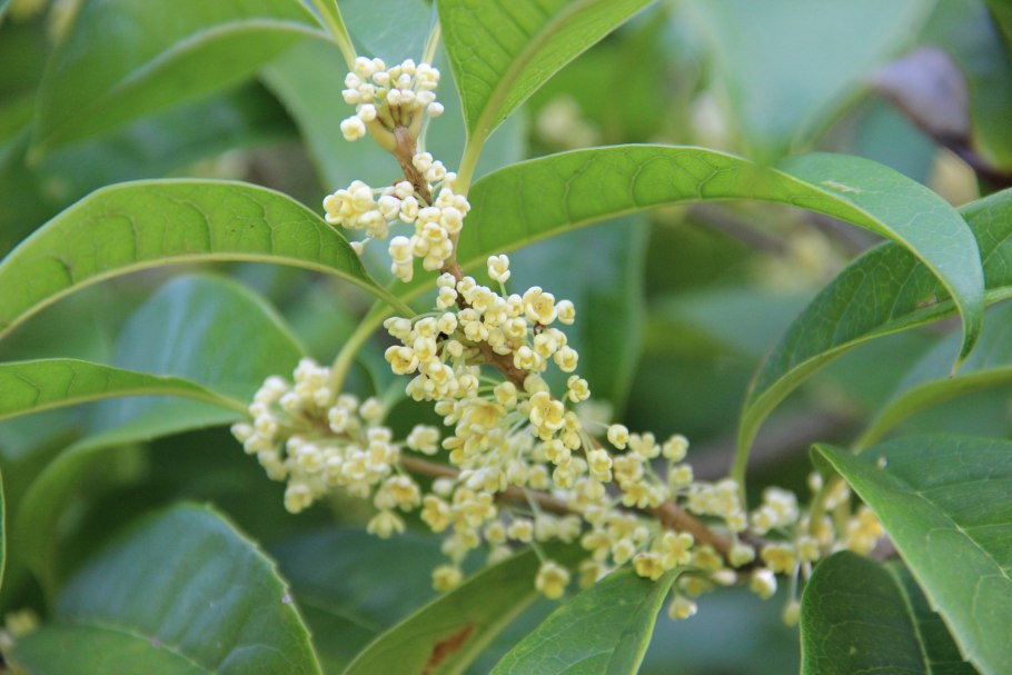 Османтус душистый