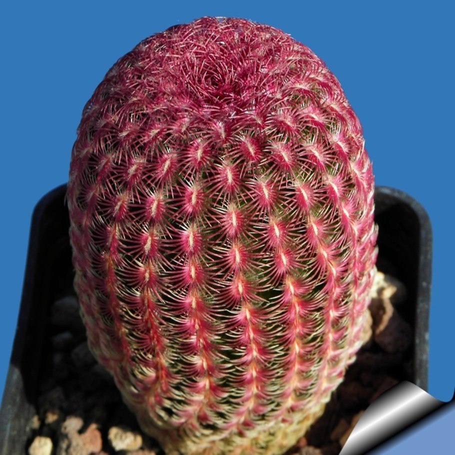Echinocereus russanthus