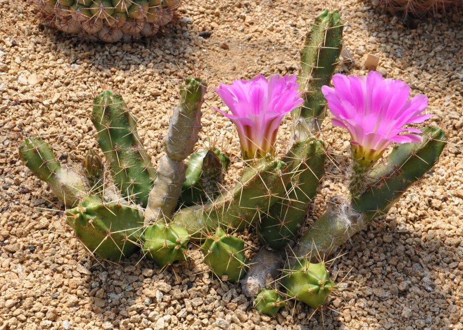 Echinocereus пятихохолковый