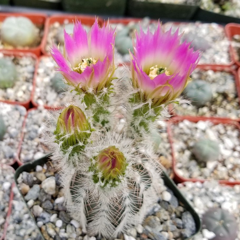 Echinocereus albispinus