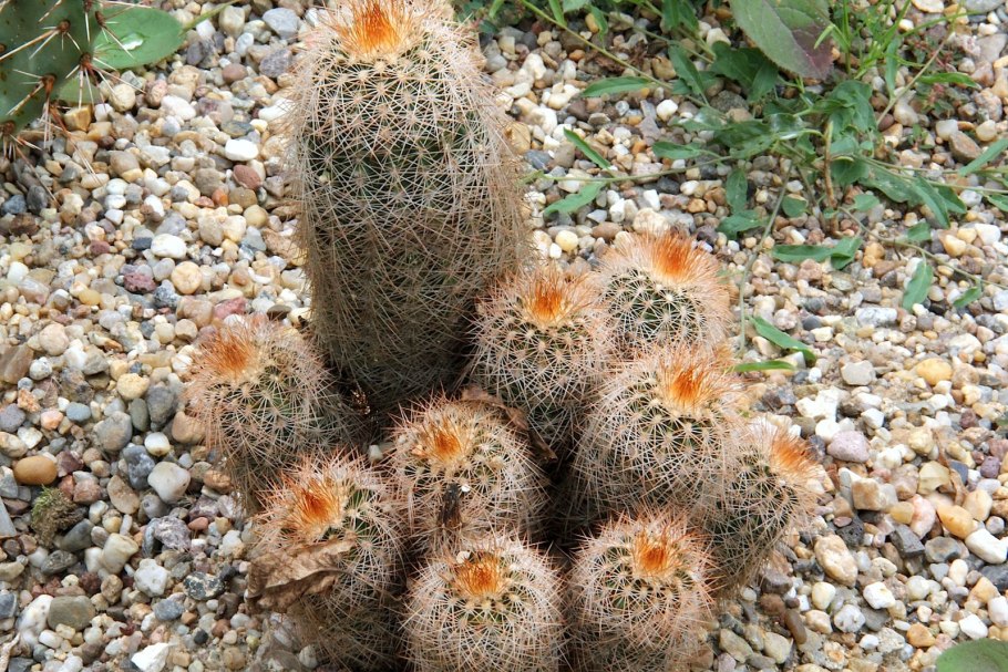 Echinocereus perbellus