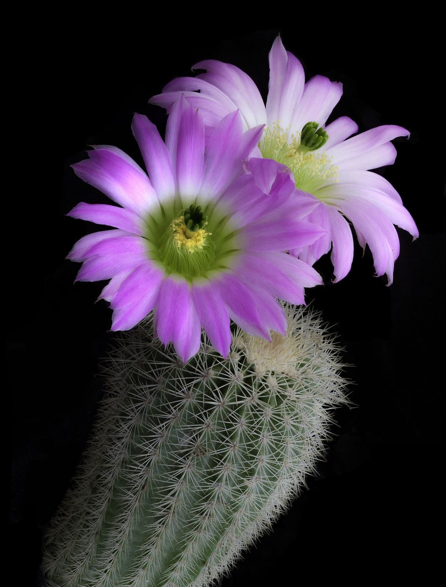Echinocereus websterianus