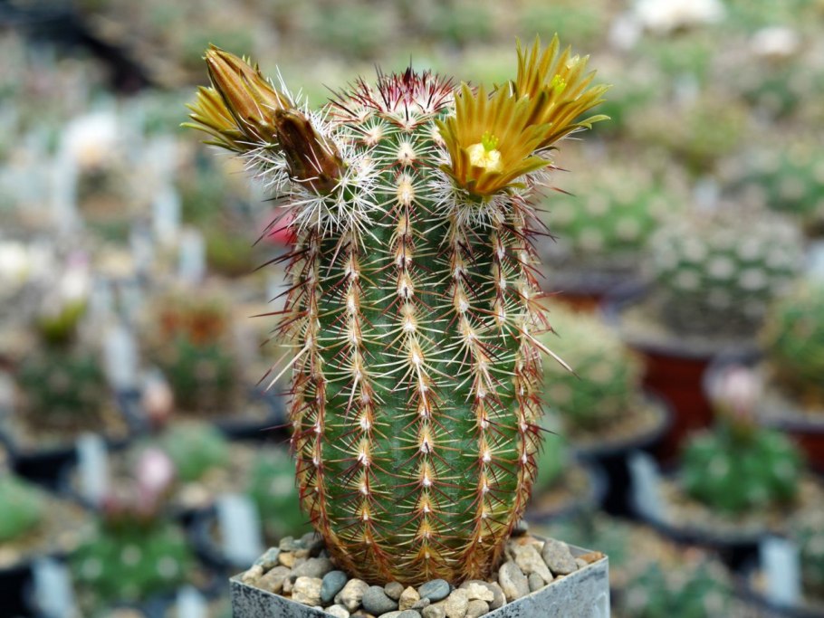 Echinocereus mojavensis