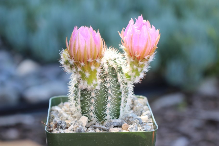 Echinocereus rigidissimus