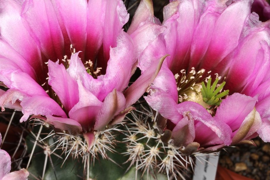 Эхиноцереус pectinatus