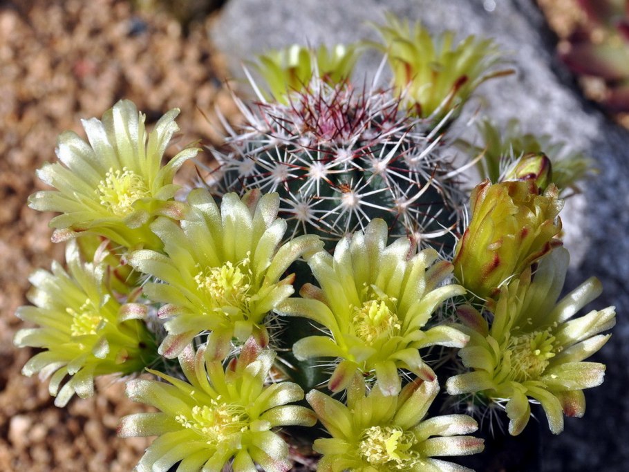 Echinocereus albispinus