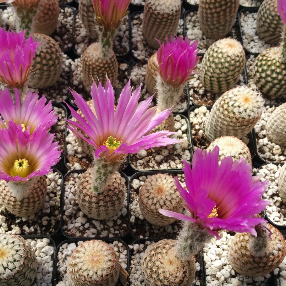 Эхиноцереус жестчайший -Echinocereus-rigidissimus
