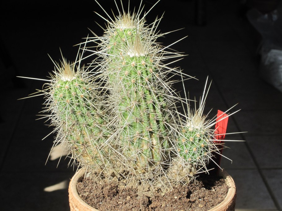 Echinocereus stramineus Rus 406