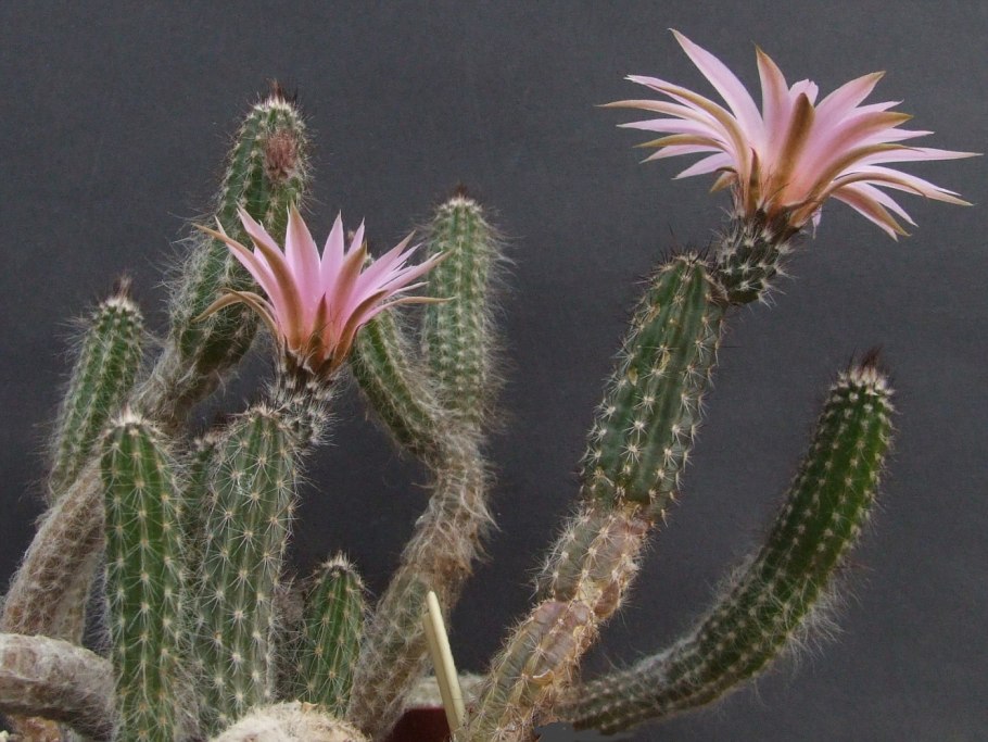Echinocereus Chloranthus