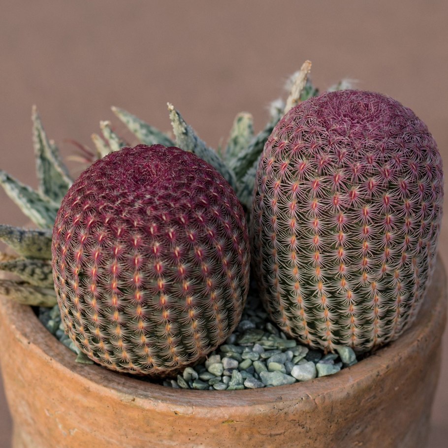 Echinocereus albispinus
