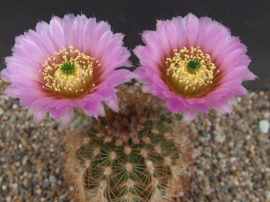 Echinocereus adustus (19)