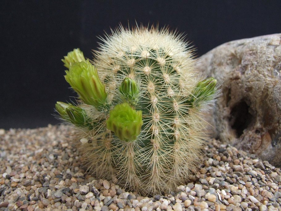 Echinocereus viridiflorus sb876