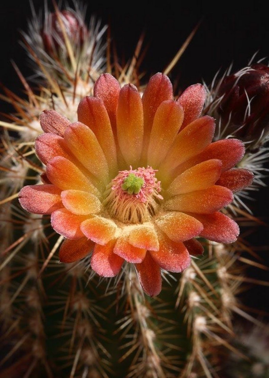 Echinocereus pacificus