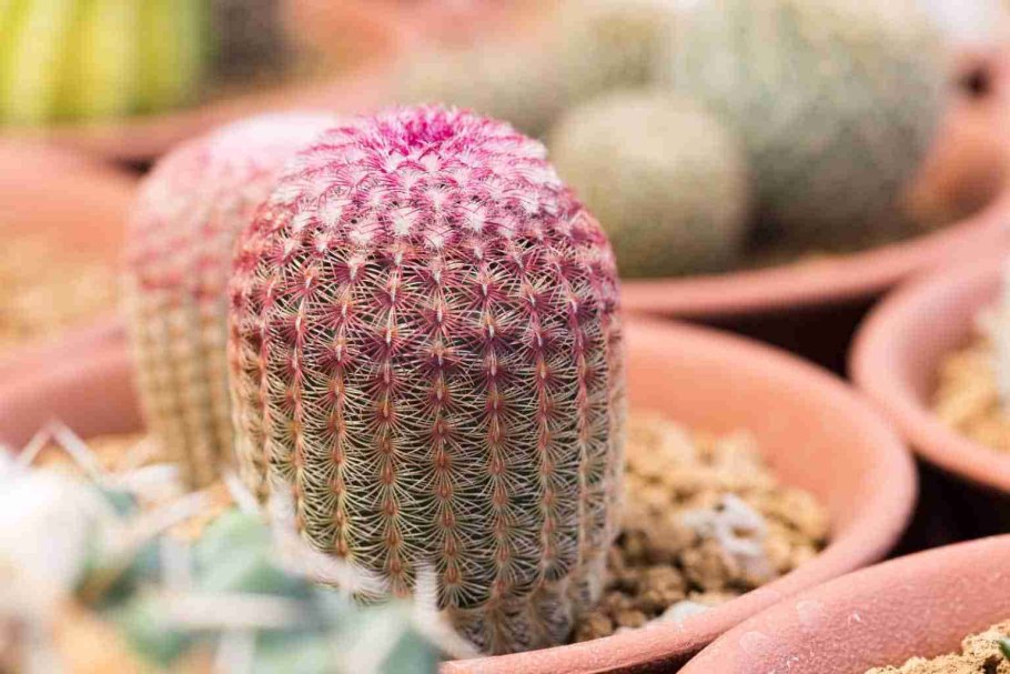 Echinocereus viridiflorus