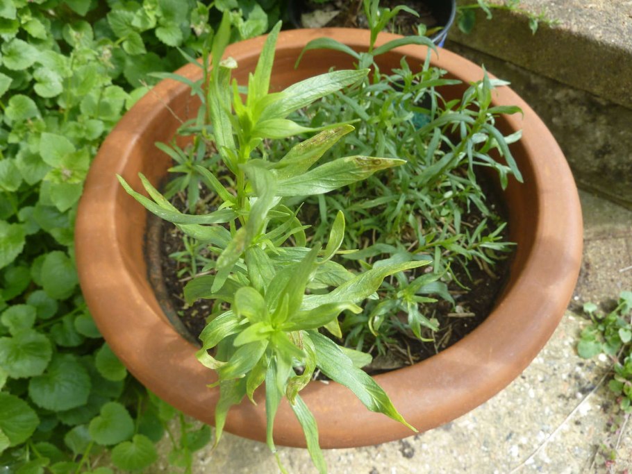 Эстрагон (Artemisia dracunculus)