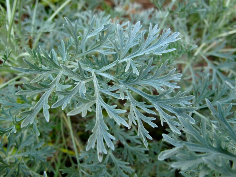Полынь горькая (Artemisia absinthium)