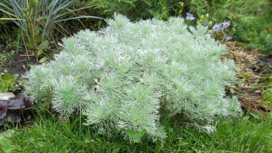 Полынь Artemisia