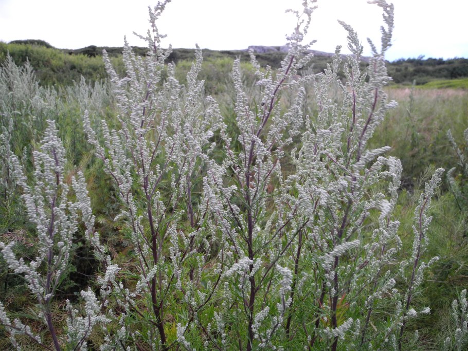 Полынь обыкновенная (Artemisia vulgaris)