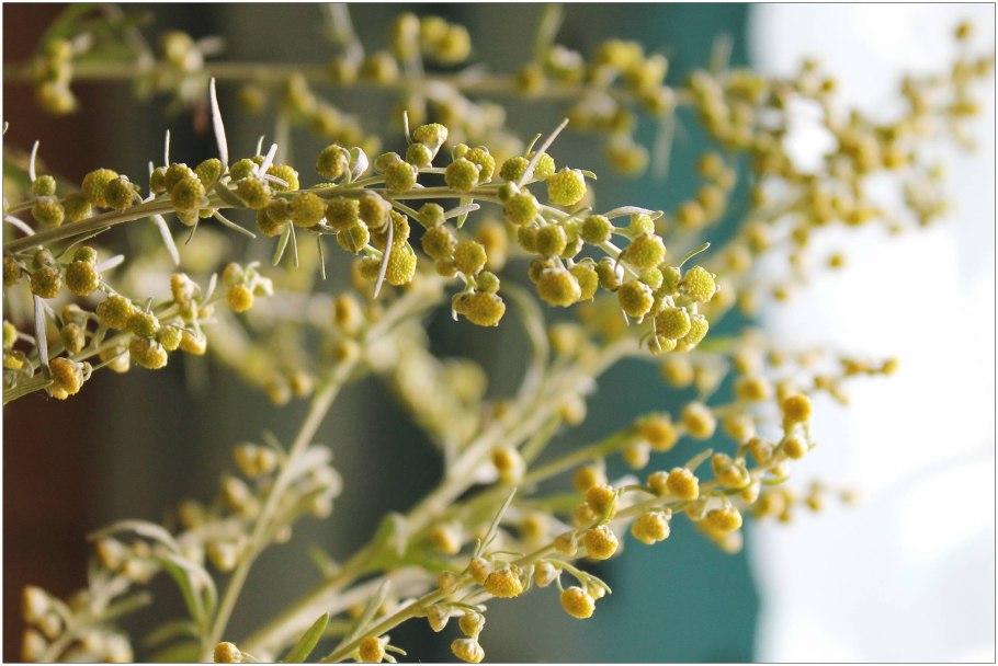 Полынь горькая соцветие