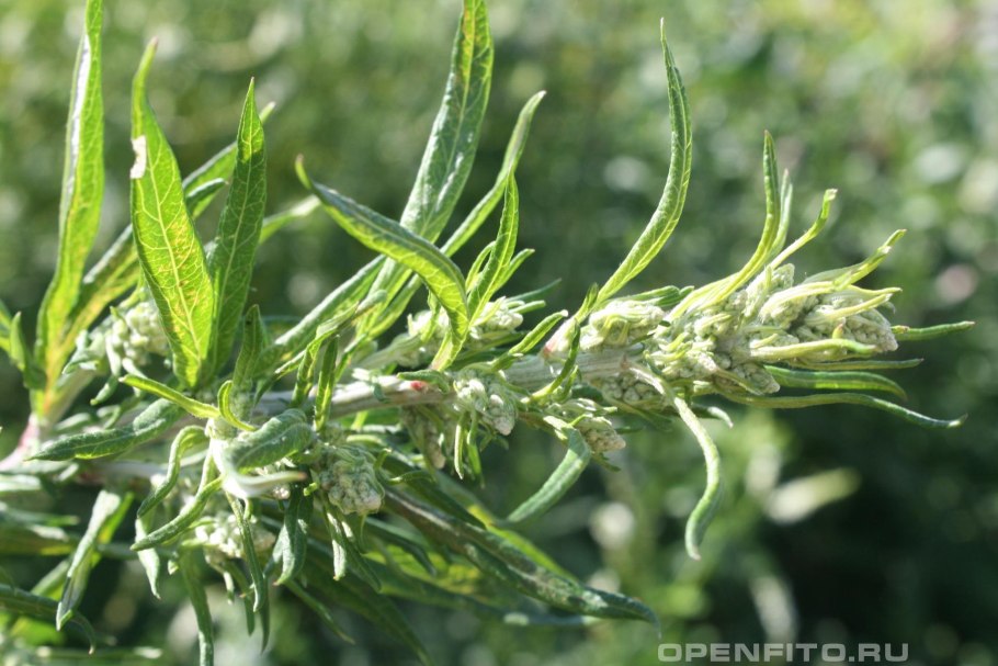 Полынь обыкновенная (Artemisia vulgaris)