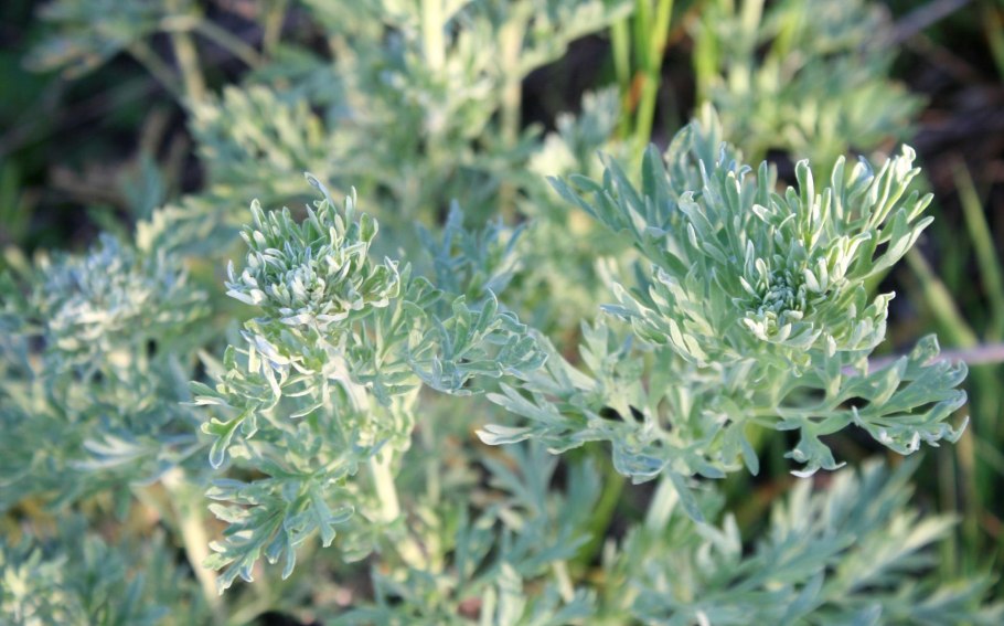 Полынь горькая (Artemisia absinthium)
