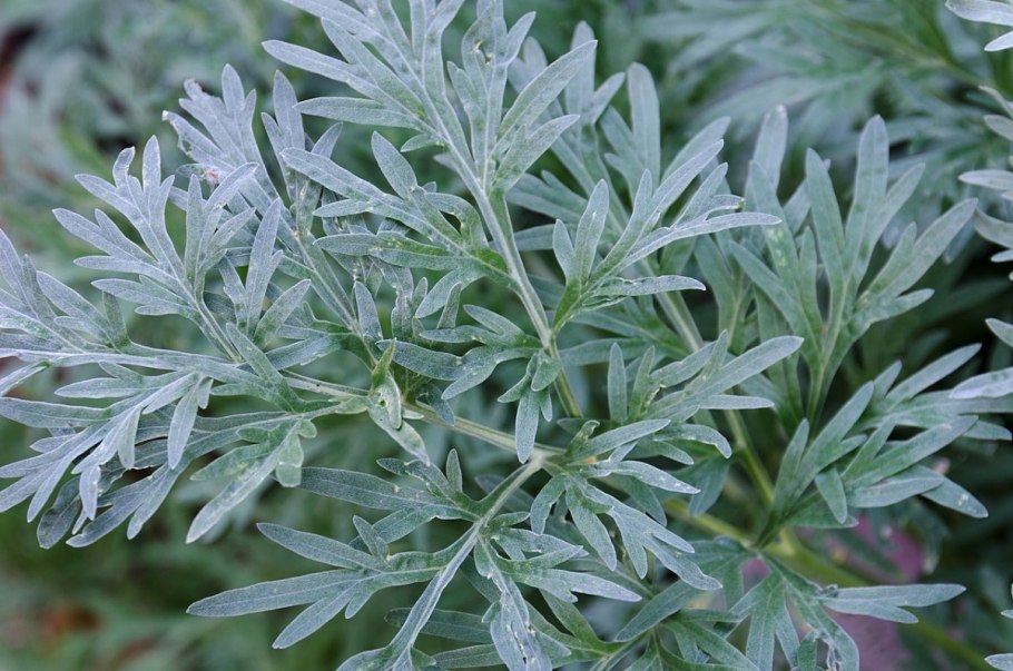 Полынь горькая (Artemisia absinthium)