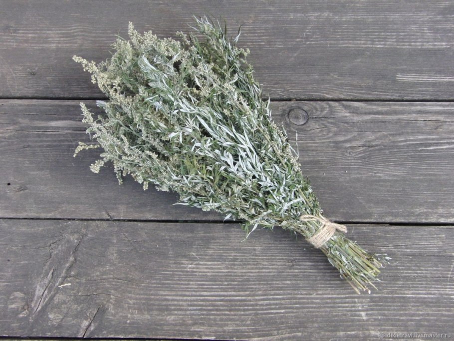 Лечебная трава Полынь