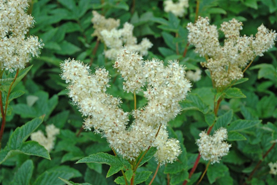 Таволга вязолистная лабазник