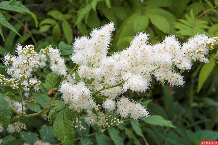 Шеломайник лабазник Камчатский